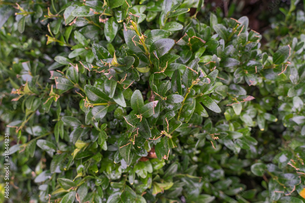 green natural background. green hedge closeup green natural background. green hedge closeup