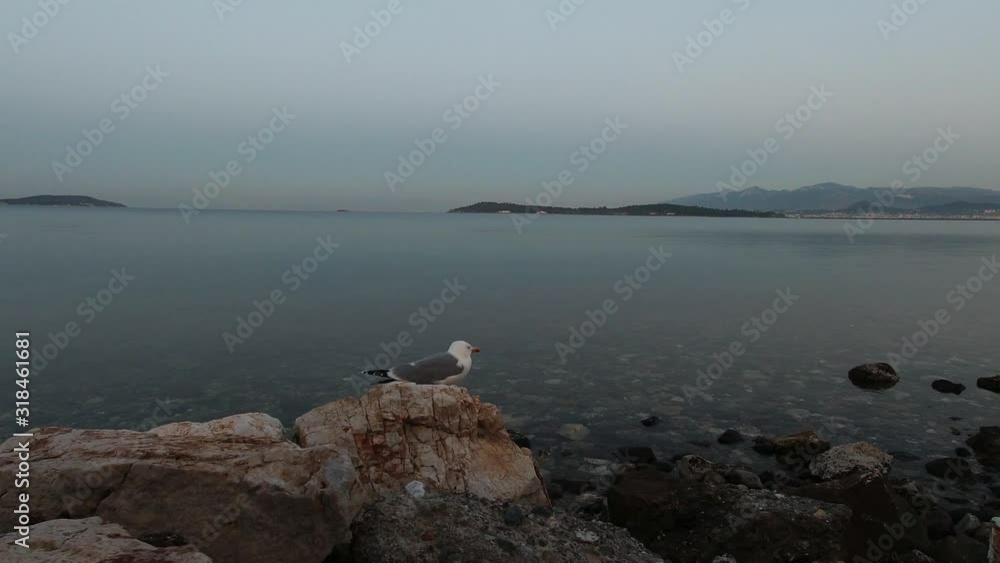 grey and white seagull sitting on brown-grey rocks by the seashore grey and white seagull sitting on brown-grey rocks by the seashore