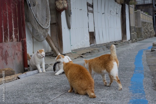 愛媛県大洲市あおしまの猫達 © sido