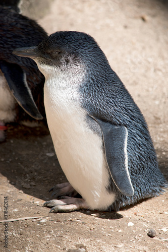 this is a side view of a fairy penguin