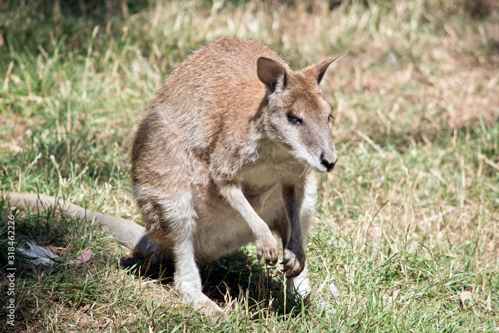 the red necked wallaby is resting in the grass
