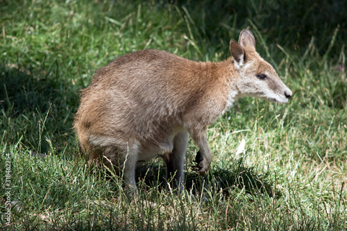the red necked wallaby is resting in the grass