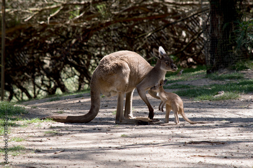 the western grey kangaroo and joey are in the park