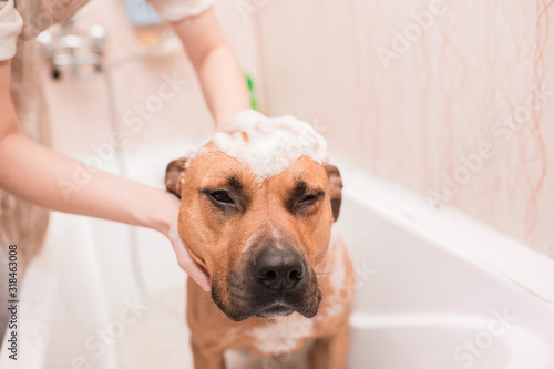 wash the dog. Pitbull in the bath, bathe the dog. staff. the dog takes a shower. dog wash in the foam. the puppy gets to bubble © Dima