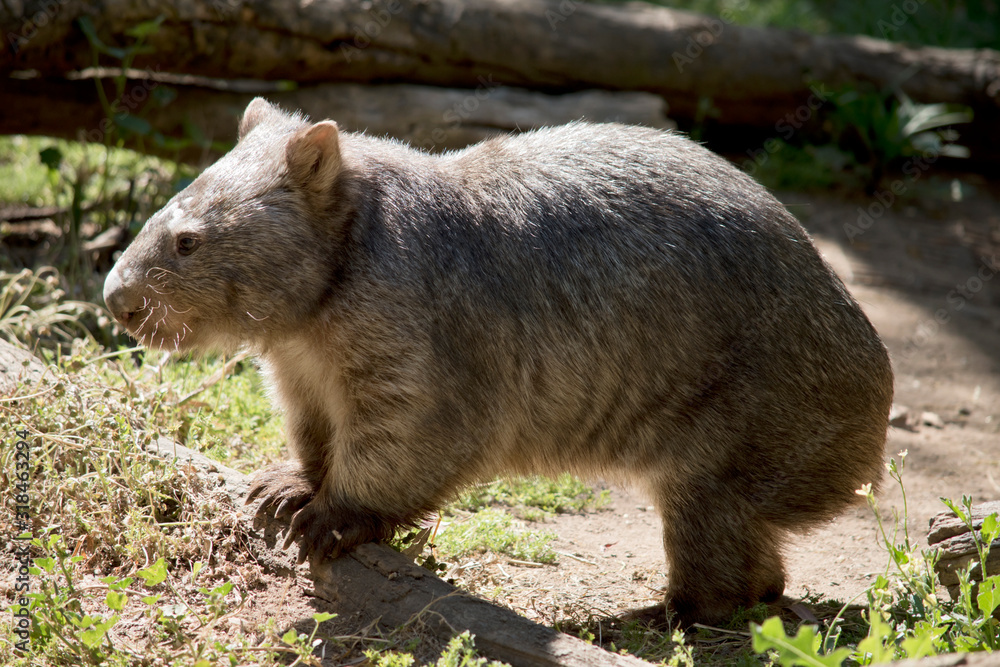 Naklejka premium this is a side view of a common wombat