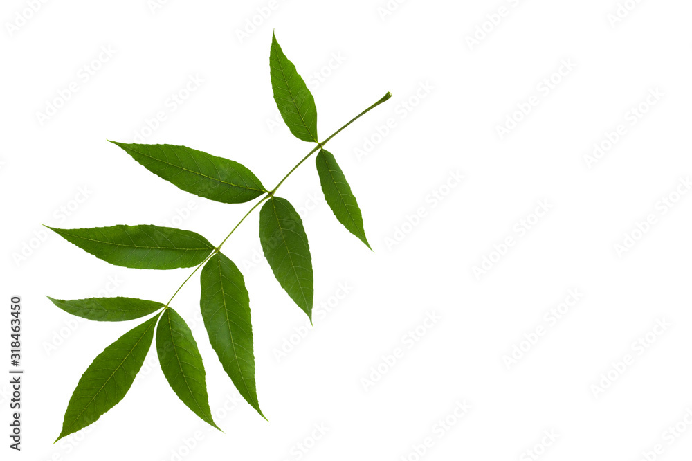 Ash green leaf isolated on white background Ash green leaf isolated on white background