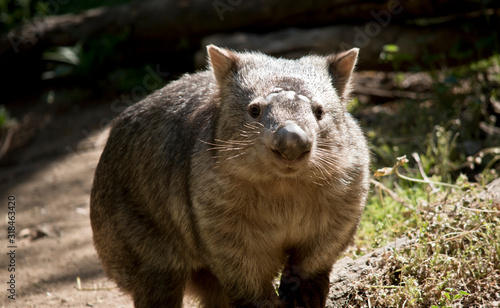 this is a close up of a common wombat photo