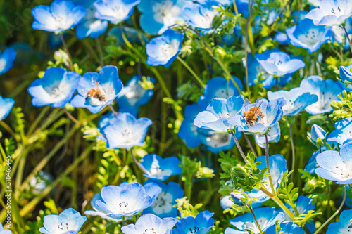 Nemophila menziesii flowers or "Baby blue eyes" in spring with bees about to collect pollen, Hibiya garden, Tokyo, Japan