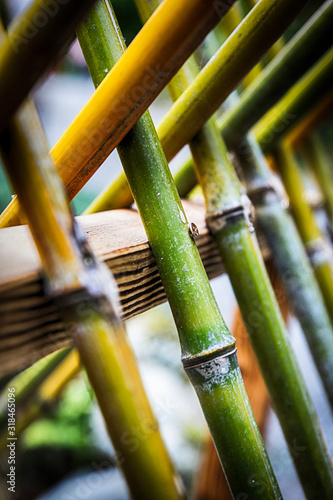 Obraz na płótnie Close-Up Of Bamboos In Row