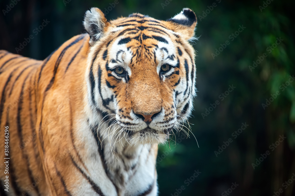 Tiger standing in grass looking at the camera Tiger standing in grass looking at the camera