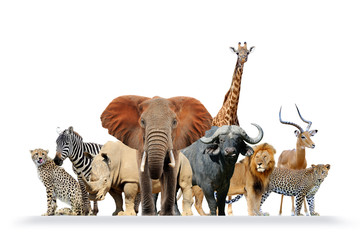 Group of African safari animals together
