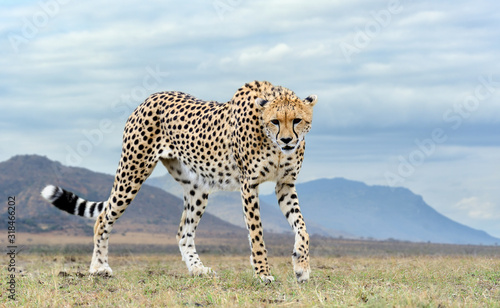 Fényképezés Wild african cheetah, beautiful mammal animal