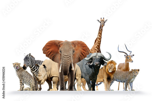 Group of African safari animals together