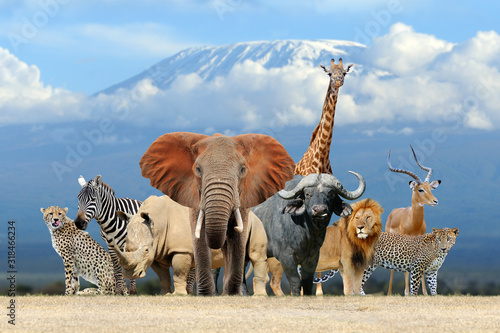 Photography Group of African safari animals together