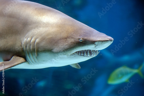 Underwater great white shark