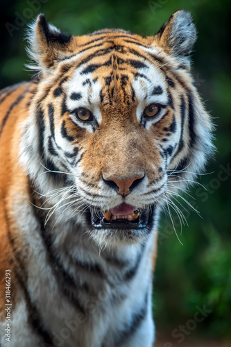 Tiger standing in grass looking at the camera