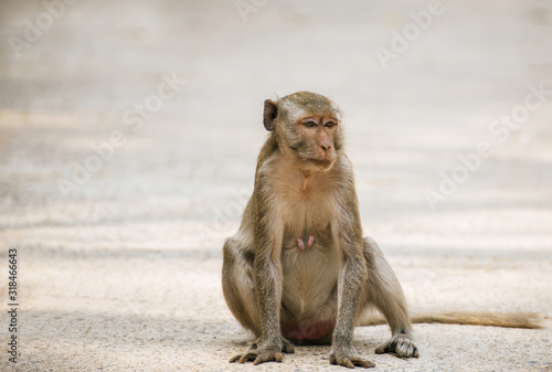 Monkey sitting on rosd in natural forest and looking to something,Animal wildlife