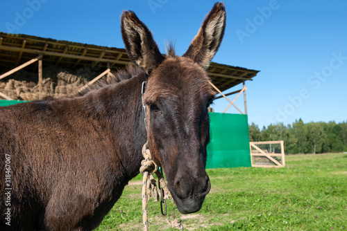 Portrait of a donkey on a farm tied to a field