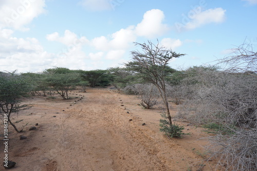African bush land, Djibouti © anil