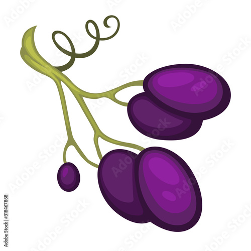 Separate stem of wine grapes branch close up
