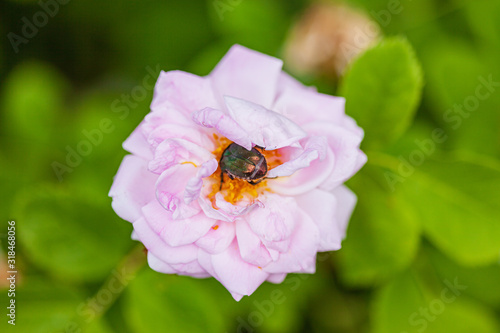 rose chafer on the pink roses