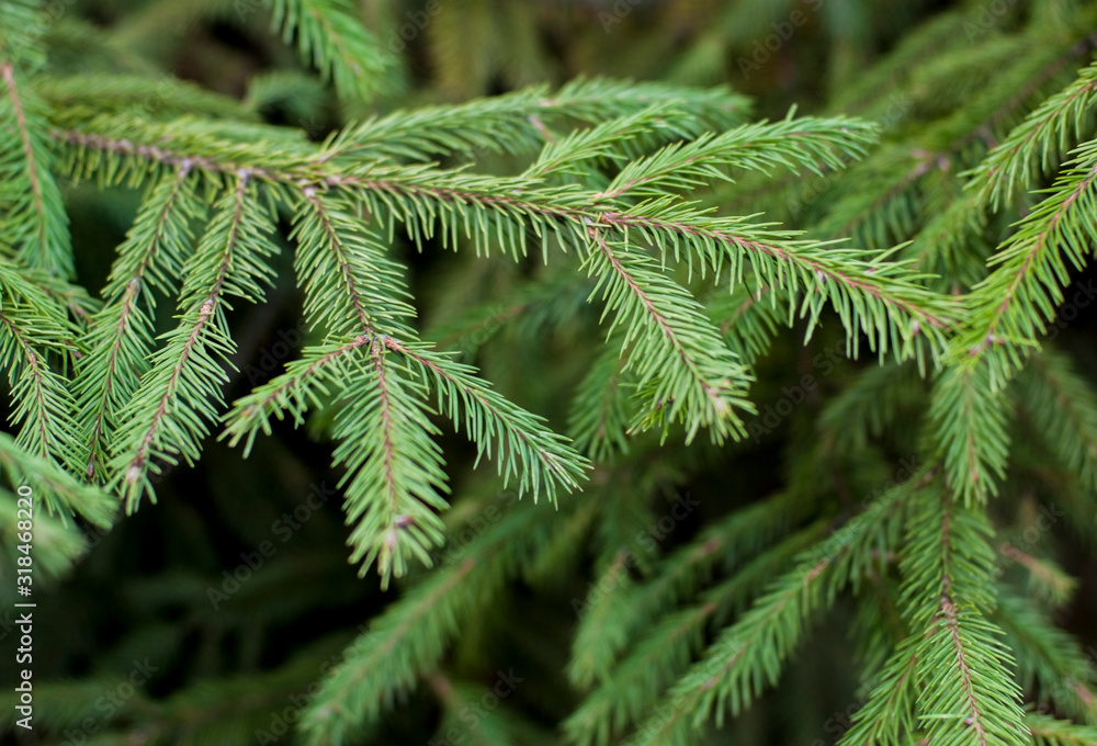 Spruce branches large elanom Spruce branches large elanom