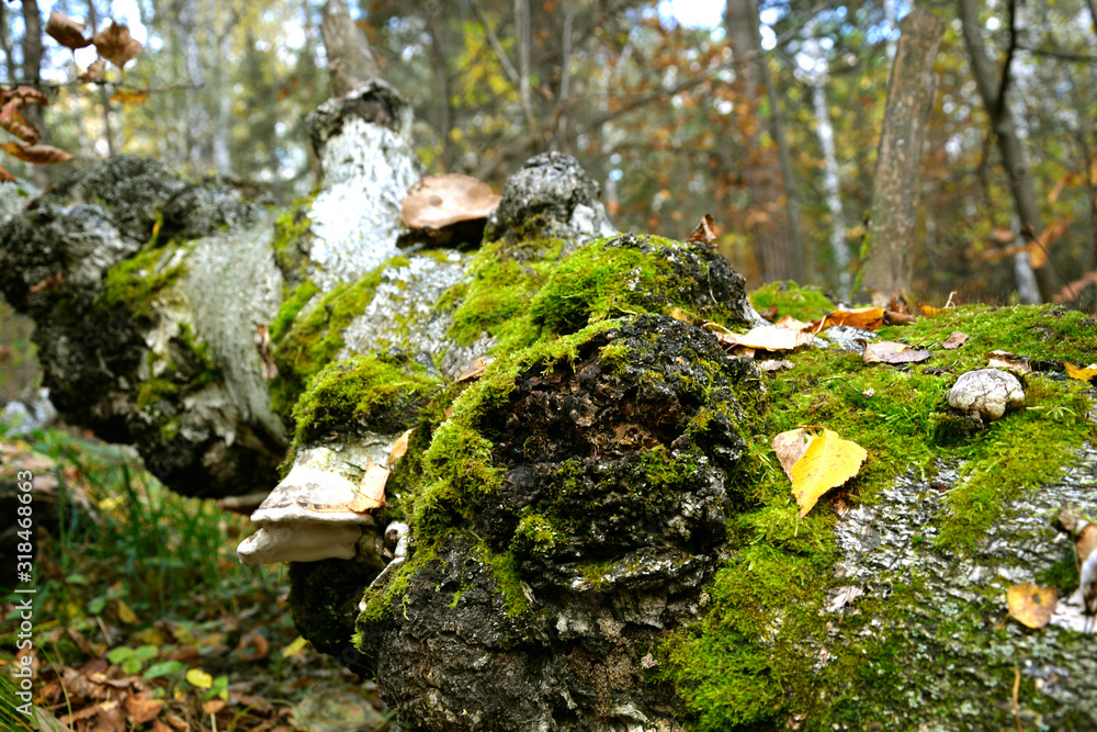 A fallen birch covered with moss. Photo Image A fallen birch covered with moss. Photo Image