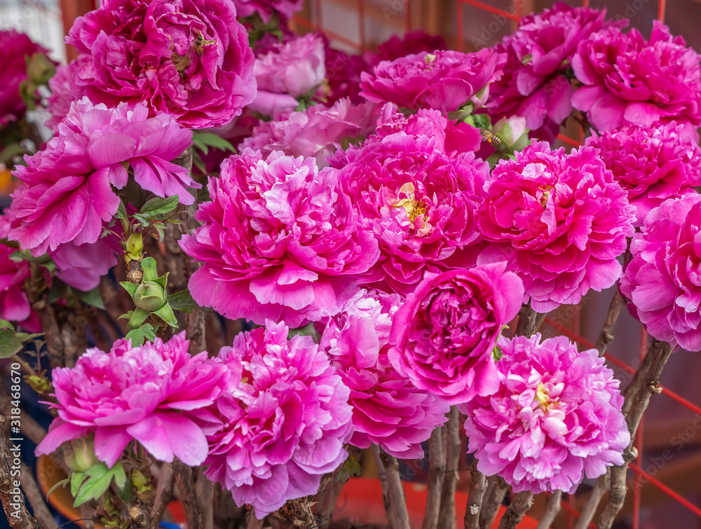 Fototapeta premium Pink peony in the garden.