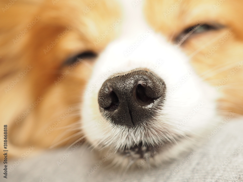 茶白の犬の鼻の頭 茶白の犬の鼻の頭