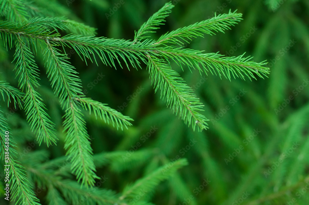 fern in forest fern in forest