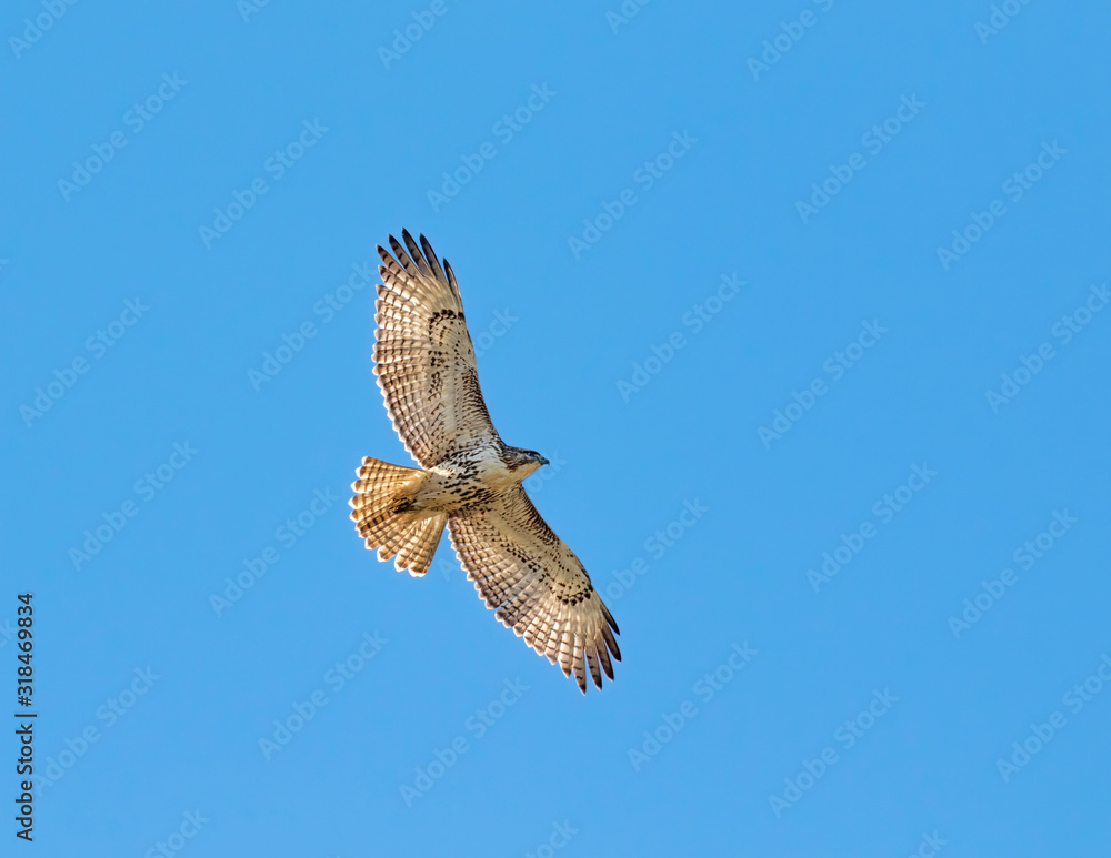 The broad-winged hawk ( Buteo platypteris) on the blue sky background) The broad-winged hawk ( Buteo platypteris) on the blue sky background)