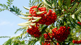 ripe bright red mountain ash hanging in clusters on tree branches on a sunny autumn warm day in the park