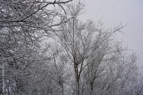 Beautiful velvet trees under a cover of white snow, bright hoarfrost and beautiful snowflakes in the winter in the city of Dnipro. photo