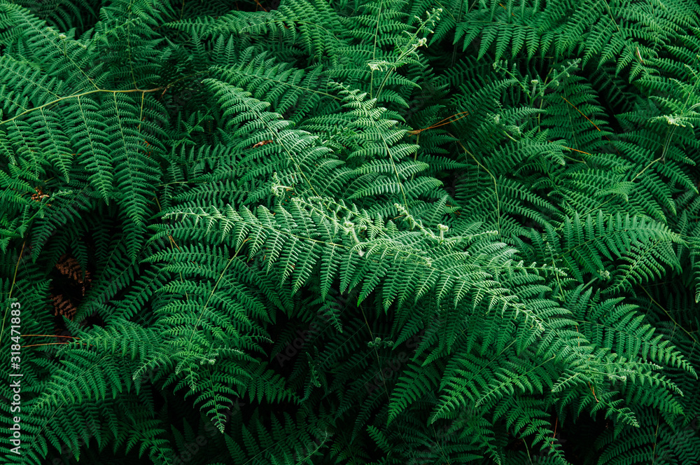 Emerald green fern leaf lush fresh pure natural background texture