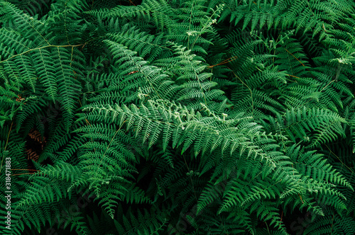 Emerald green fern leaf lush fresh pure natural background texture