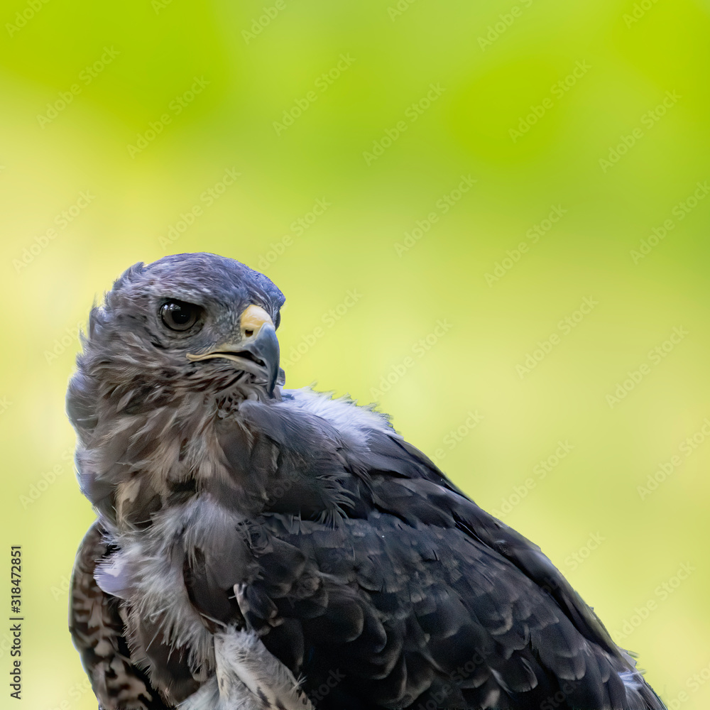 Fototapeta premium Bird of prey in wild nature