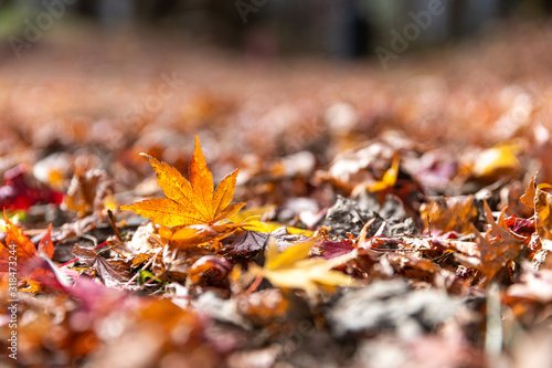Red maple leaf fall on ground during autumn in Karuizawa, Japan