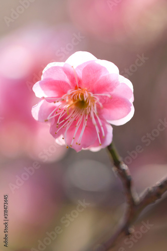 ピンク色の梅の花（世界の図）