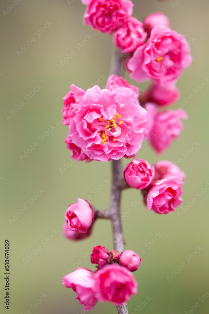ピンク色の梅の花 獅子頭 Stock Photo Adobe Stock ピンク色の梅の花 獅子頭 Stock Photo Adobe Stock