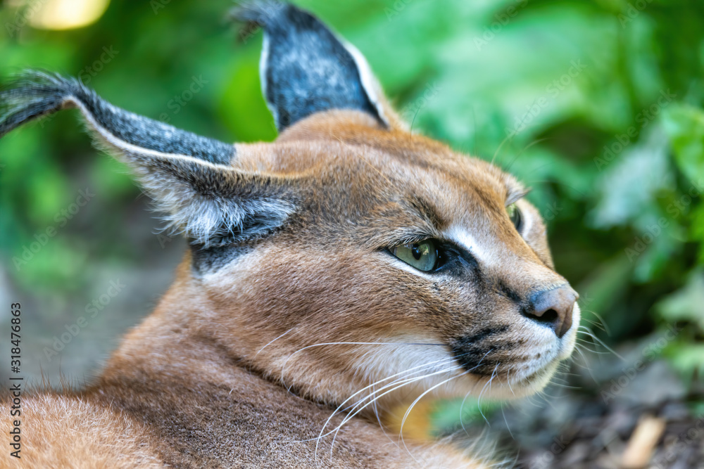 Obraz premium beutiful cat, Caracal (Caracal caracal) close up of the head against a blurred natural background, wildlife