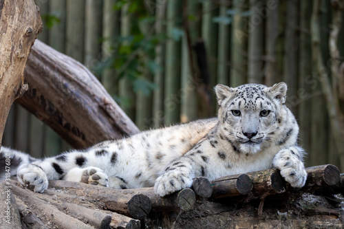 one of most beautiful big cat, snow leopard - Irbis, Uncia uncia