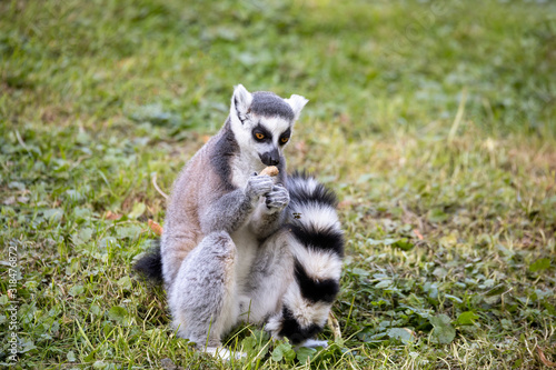cute and playful ring-tailed lemur feeding on ground, Lemur catta.