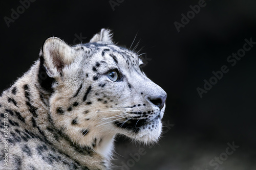 one of most beautiful big cat, snow leopard - Irbis, Uncia uncia
