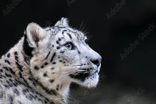 Fototapeta samoprzylepna one of most beautiful big cat, snow leopard - Irbis, Uncia uncia