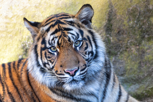 Sumatran tiger  Panthera tigris sumatrae   rare tiger subspecies that inhabits the Indonesian island of Sumatra