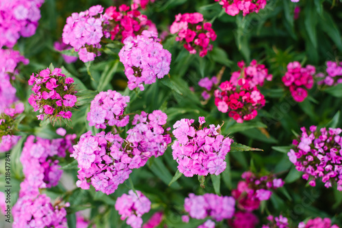 Many pink flowers of Turkish carnation bloom in the summer in the garden © Sunshine