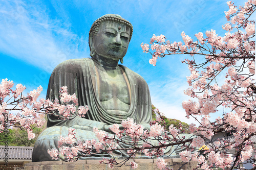 The Great Buddha and sakura flowers, Kotoku-in temple, Japan