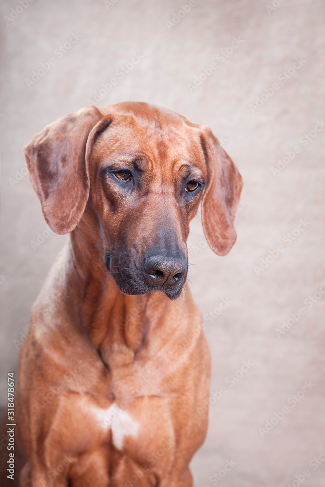 Trained dog of the breed Rhodesian Ridgeback, portrait Trained dog of the breed Rhodesian Ridgeback, portrait