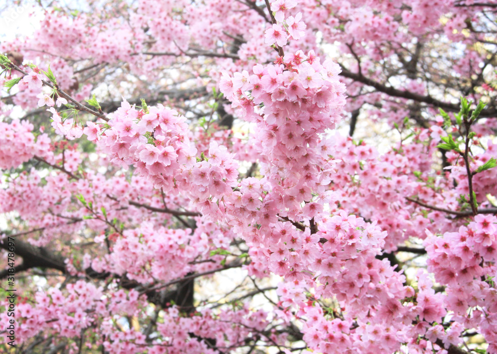 Branch of the blossoming sakura with pink flowers Branch of the blossoming sakura with pink flowers