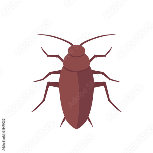 cockroach, roach isolated on white